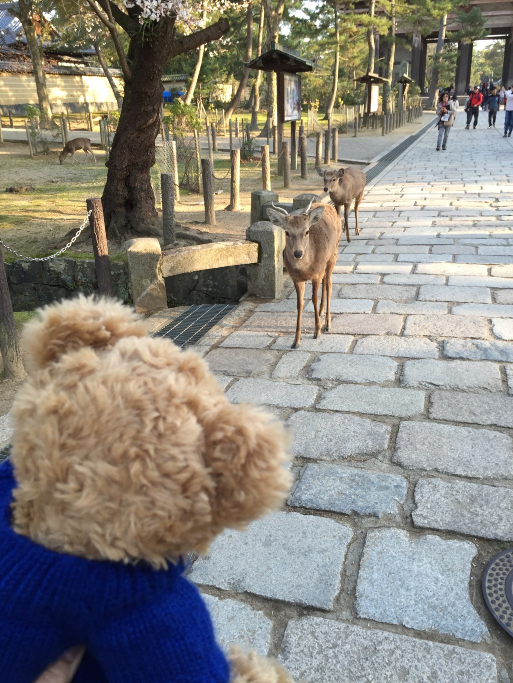 [2015京阪神奈名大冒險]　可怕的奈良小鹿