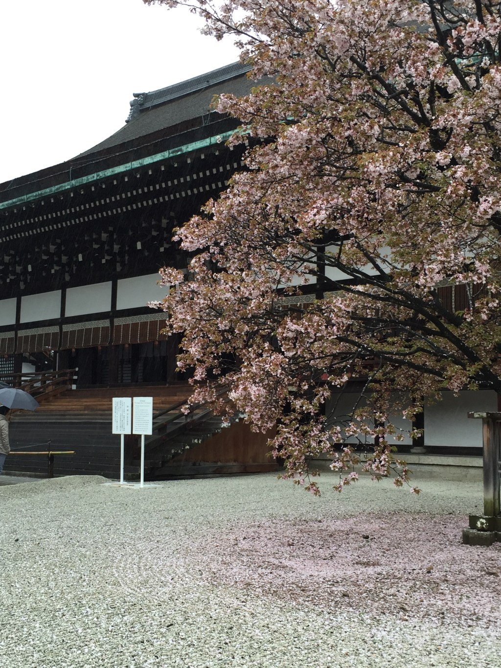 [2015京阪神奈名大冒險]　參觀京都御所順道賞櫻